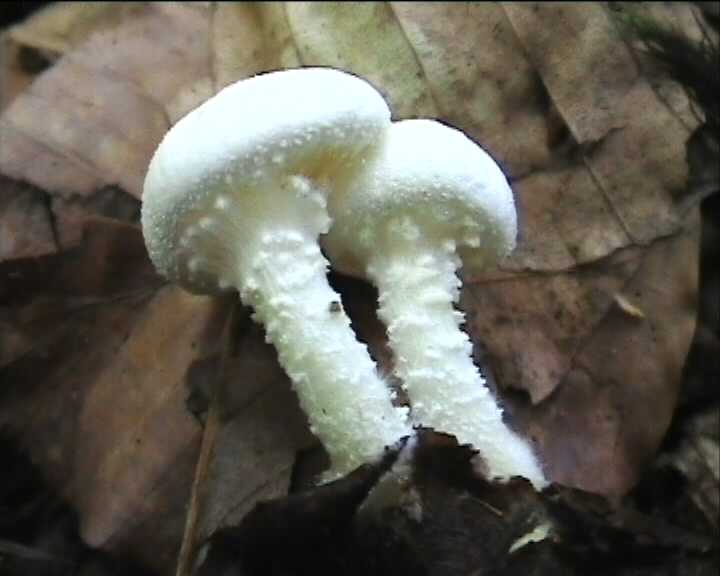 Cystoderma terreyi var. nogalesii